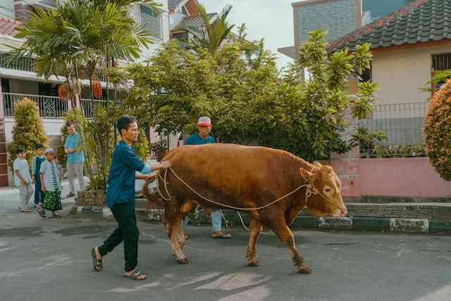 属牛男喜欢的情人特征