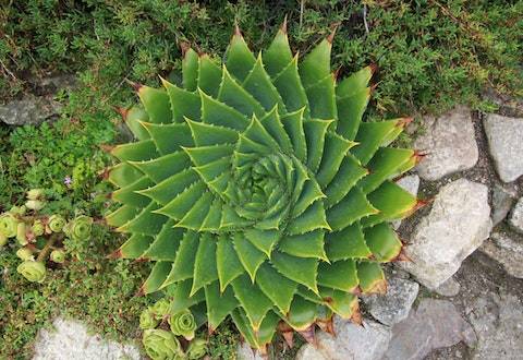 芦荟放在家里什么位置风水好