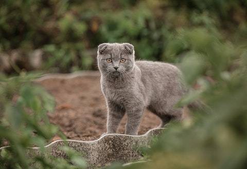 女的为什么不能养公猫