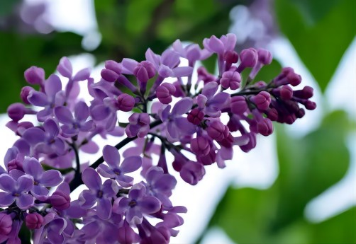 丁香花种院子里风水好吗（丁香花的风水禁忌）