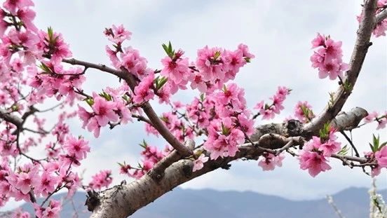 流年神煞桃花